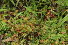 Polygonum nepalense